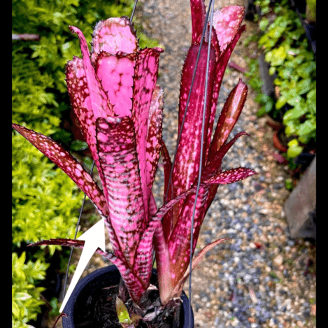 Billbergia Kolan Crunch x Kolan Appcalyptic (Pink Clone