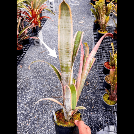 Billbergia Ralph Graham French albomarginata｜ビルベルギアの一株