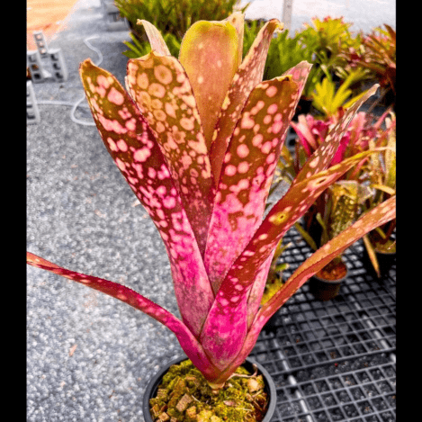 Billbergia Talbot Evita 子株付き Billbergia Talbot Evita 子株付き