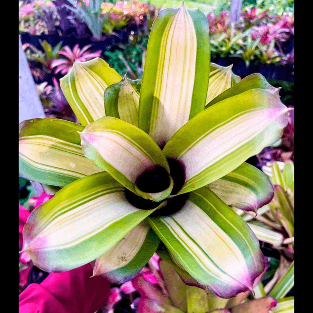 Aechmea 'Frederick Variegated｜エクメアの一株｜SHOUCHIKU-EN