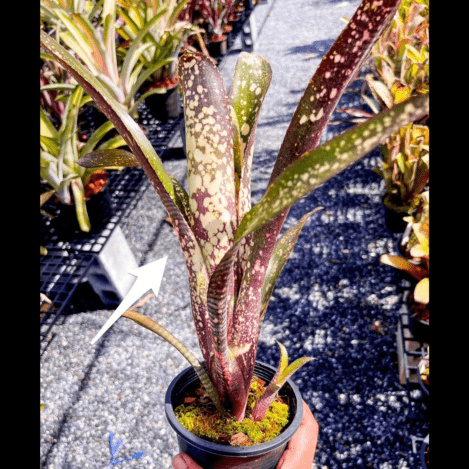 Billbergia carrone's black x (Arriba x Domingos Martins