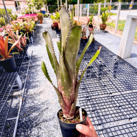 タンクブロメリア 予約販売 レアプランツ SHOUCHIKU-EN