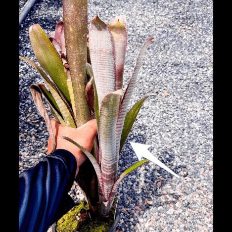 Billbergia 'Stairway to Heaven'｜ビルベルギアの一株｜SHOUCHIKU-EN