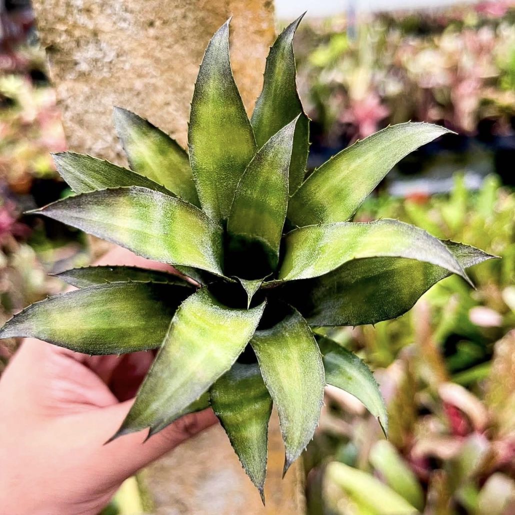 観葉植物通販 珍しい植物 レアプランツ販売 SHOUCHIKU-EN