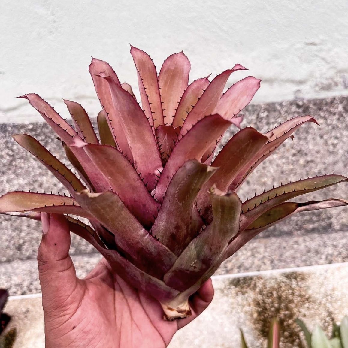 エクメア オットー Aechmea Otto｜ブロメリア タンク系 観葉植物 Otto
