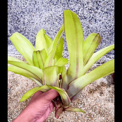 Billbergia Obi-Wan｜ビルベルギアの一株｜SHOUCHIKU-EN