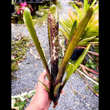 Billbergia Over The Moon｜ビルベルギアの一株｜SHOUCHIKU-EN