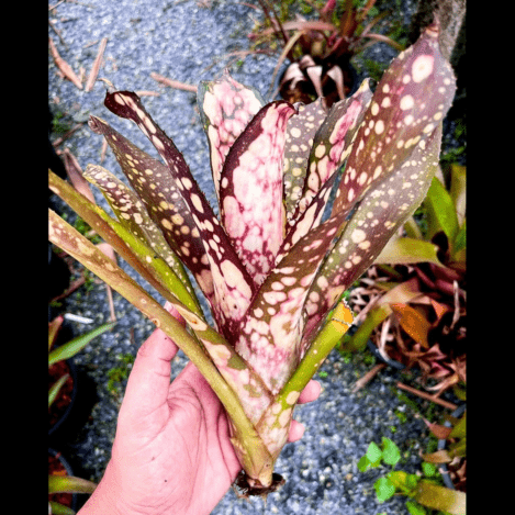 Billbergia Windii variegated｜ビルベルギアの一株｜SHOUCHIKU-EN
