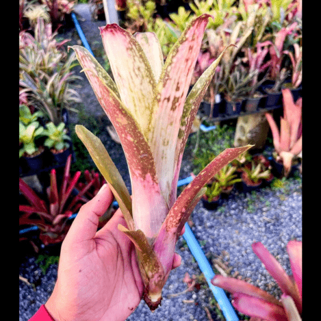 Billbergia Talbot Evita｜ビルベルギアの一株｜SHOUCHIKU-EN