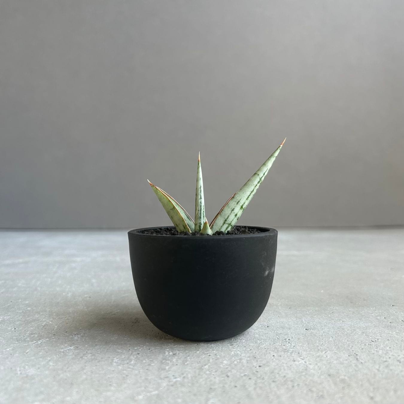 サンセベリア グリーン ピーチ「Sansevieria Green Peach」