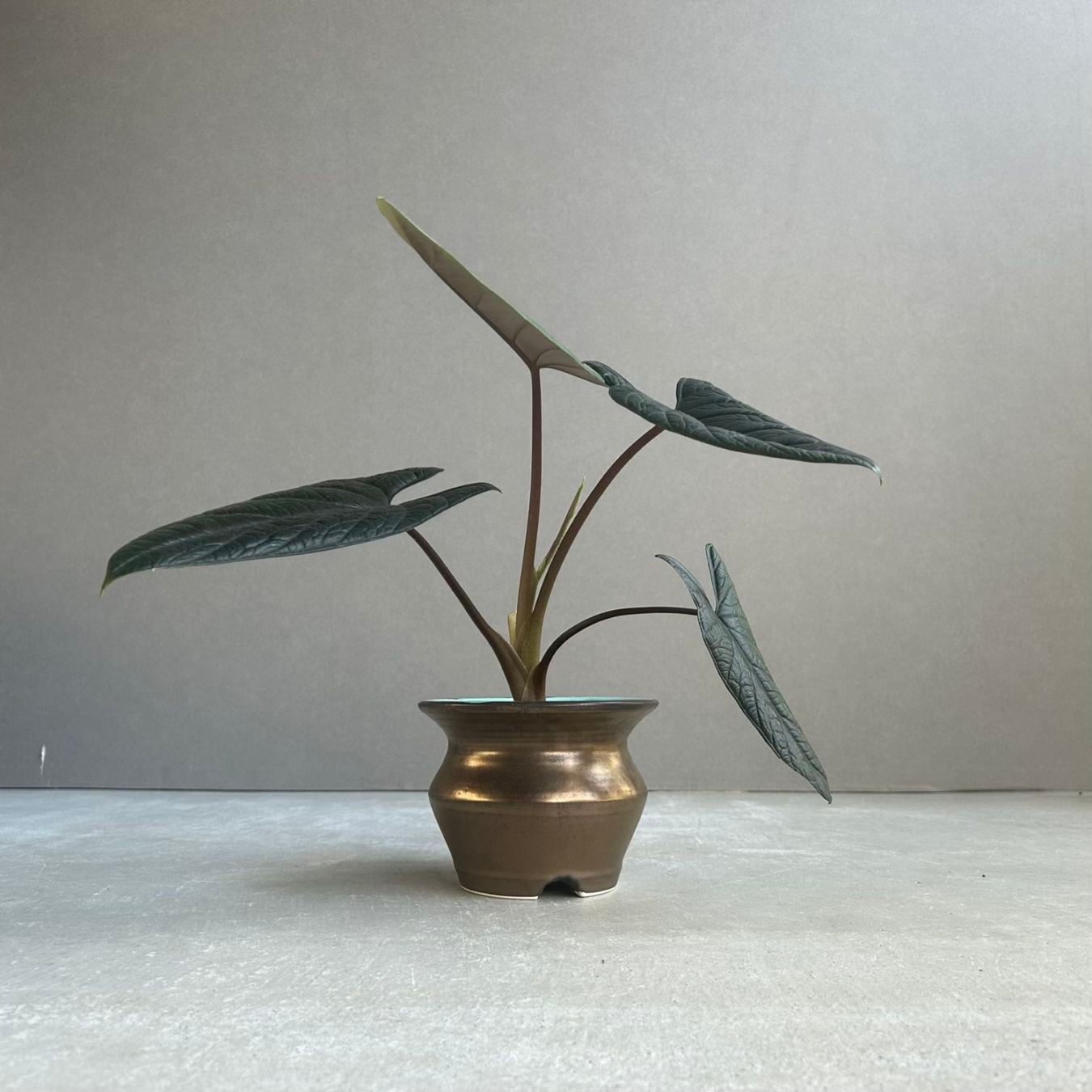 モンステラ プラチナム Monstera deliciosa var platinum アロイド