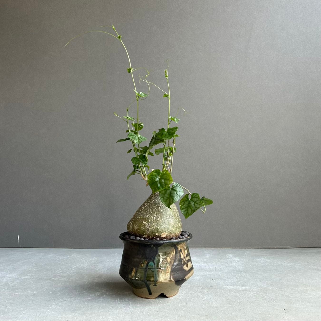 塊根植物(コーデックス)通販｜希少種｜松竹園