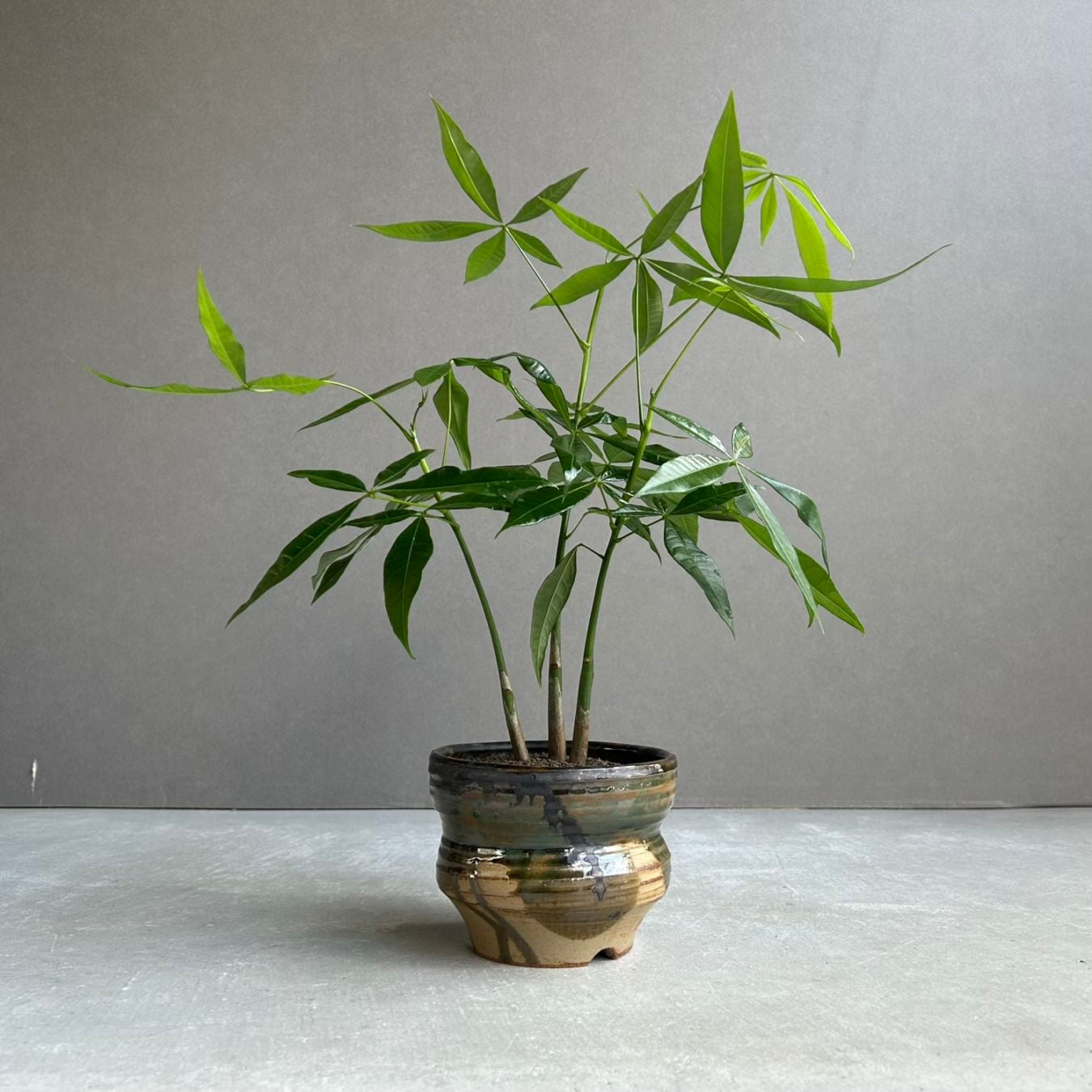 植木鉢通販｜陶器鉢・作家鉢・植物を引き立てる鉢コレクション｜松竹園