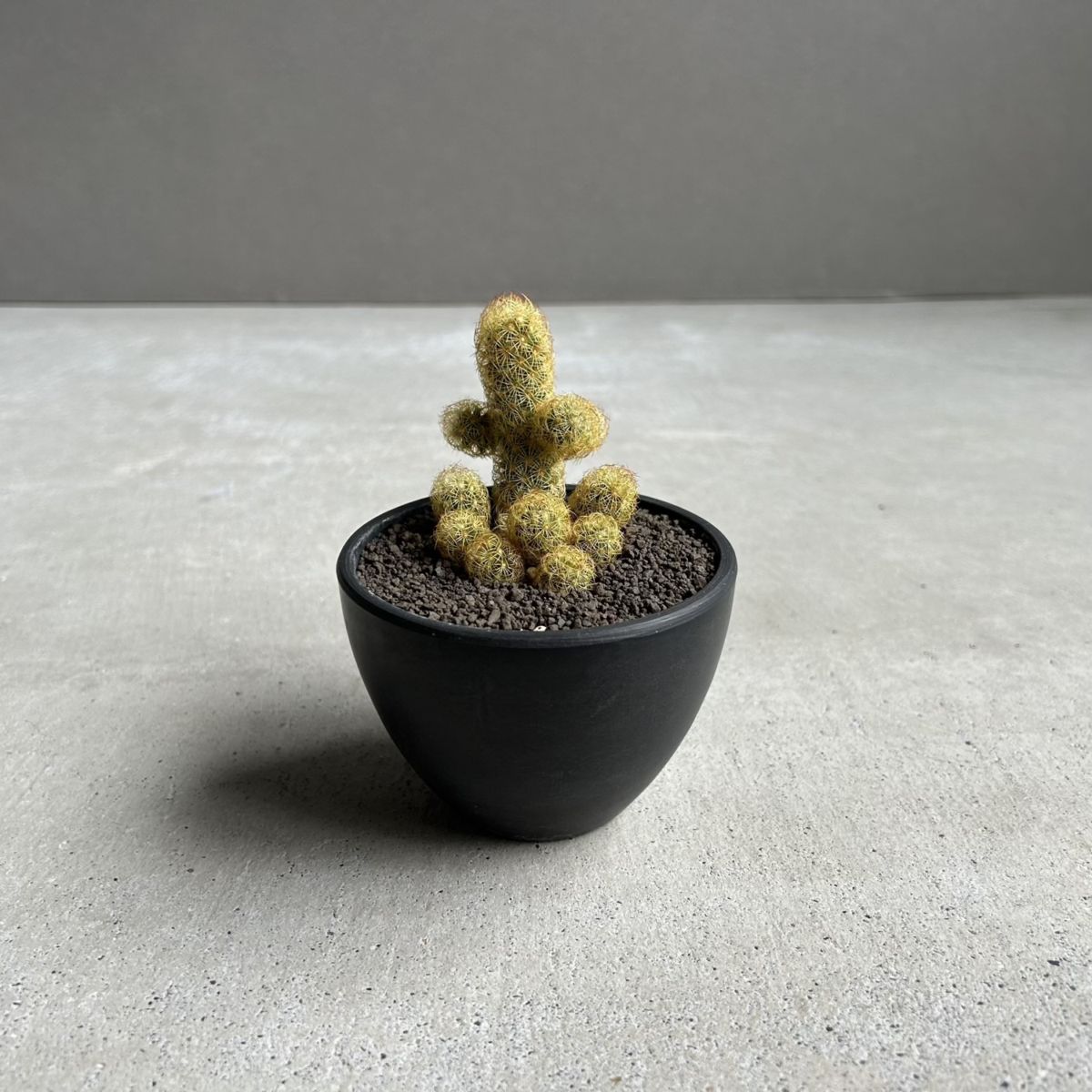 サボテン通販・販売｜人気種から希少コレクション株まで厳選｜松竹園