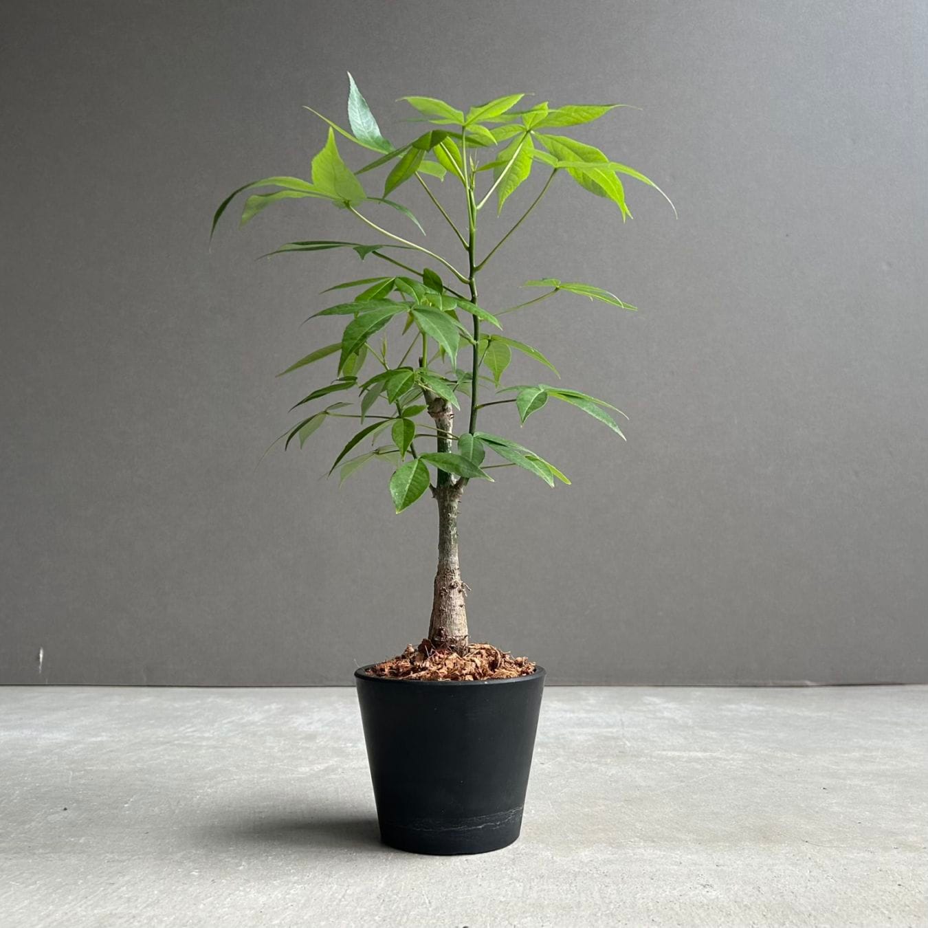 観葉植物通販｜海外直輸入の希少種専門｜松竹園