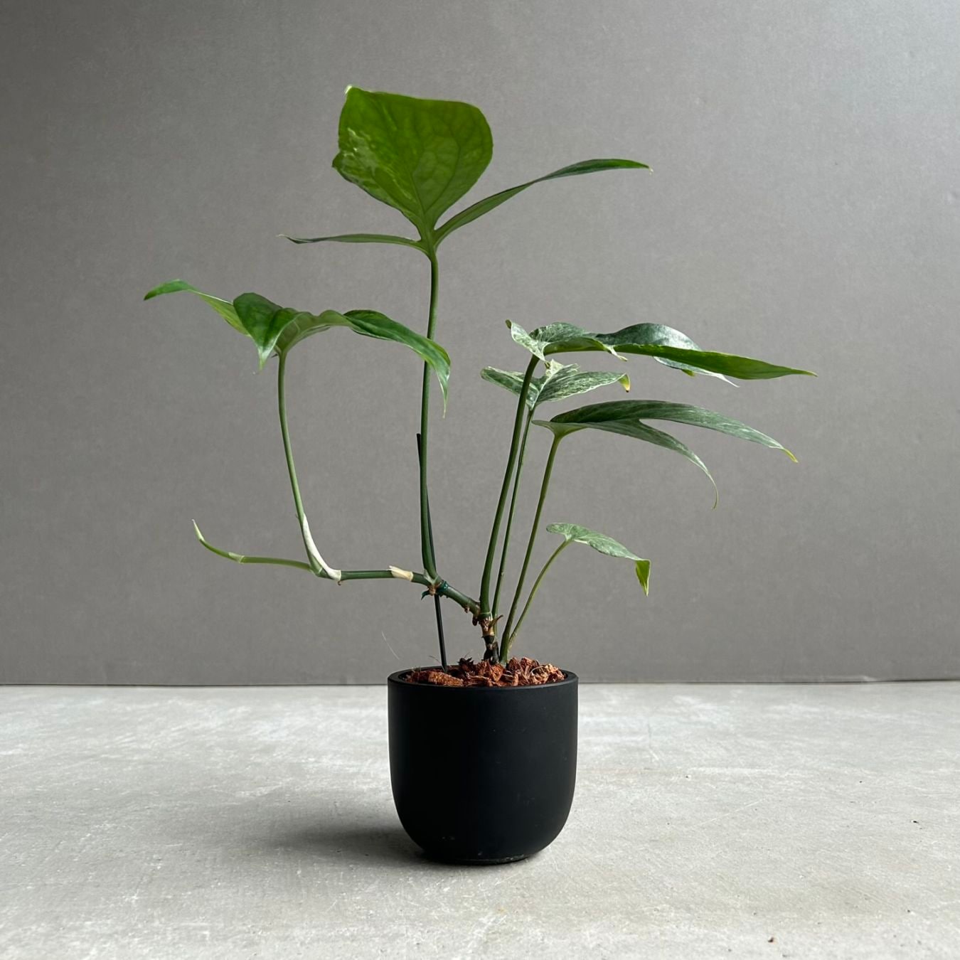 観葉植物通販｜海外直輸入の希少種専門｜松竹園