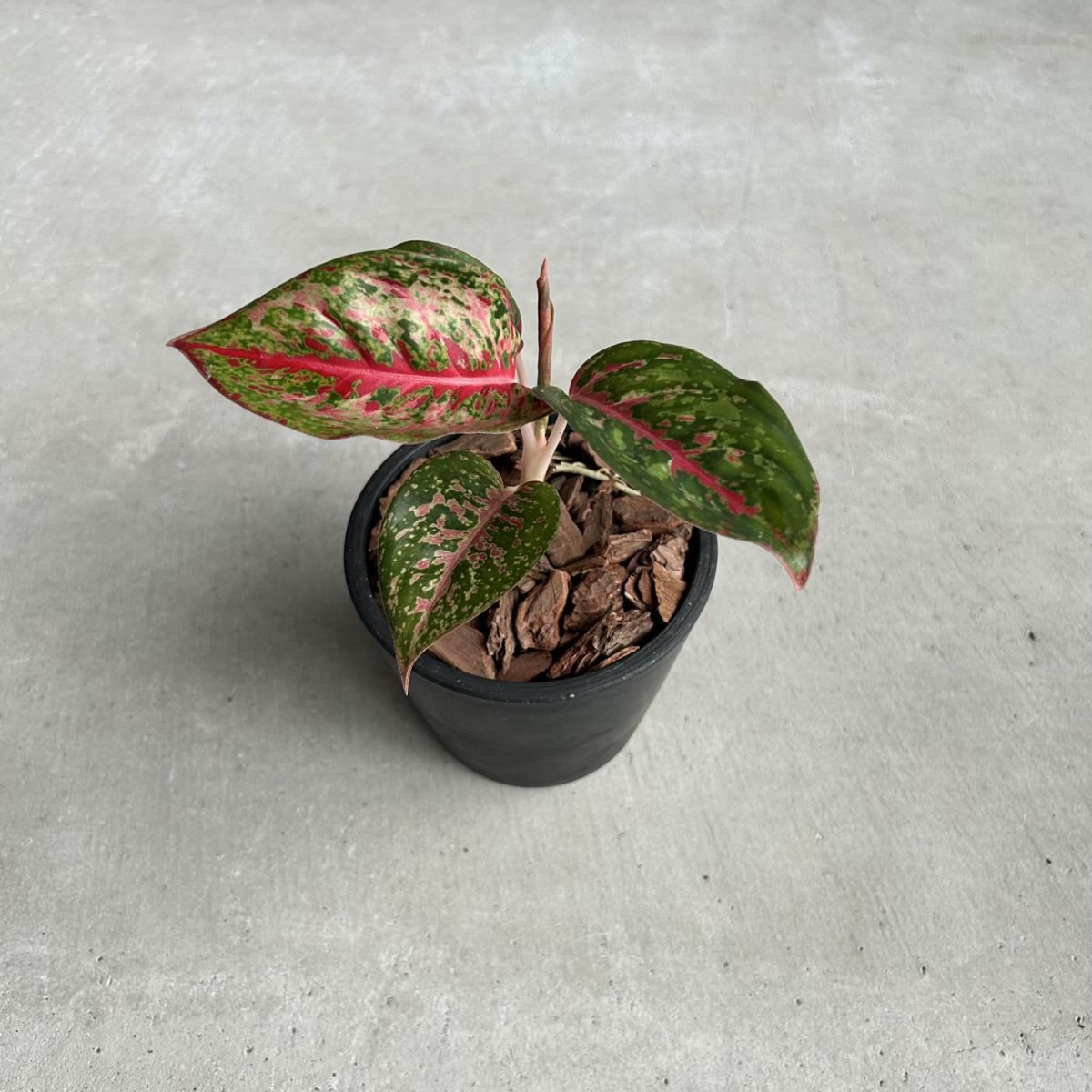 観葉植物通販 珍しい植物 レアプランツ販売 SHOUCHIKU-EN