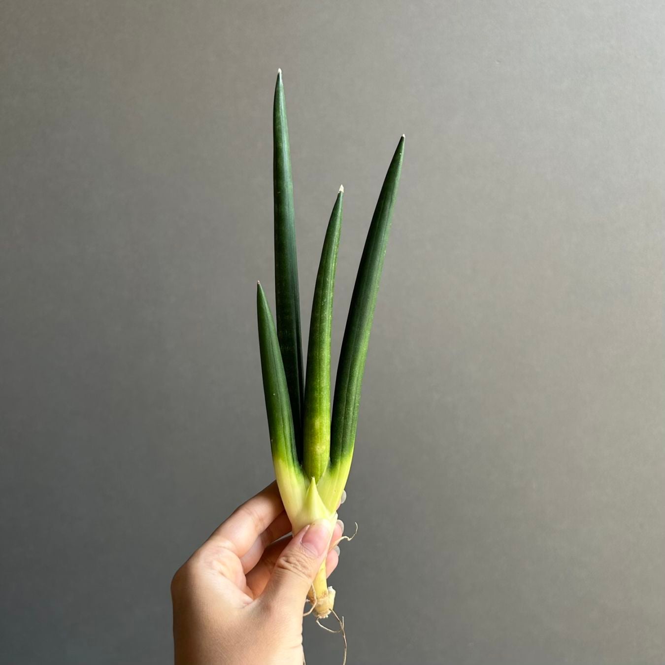 観葉植物通販｜海外直輸入の希少種専門｜松竹園