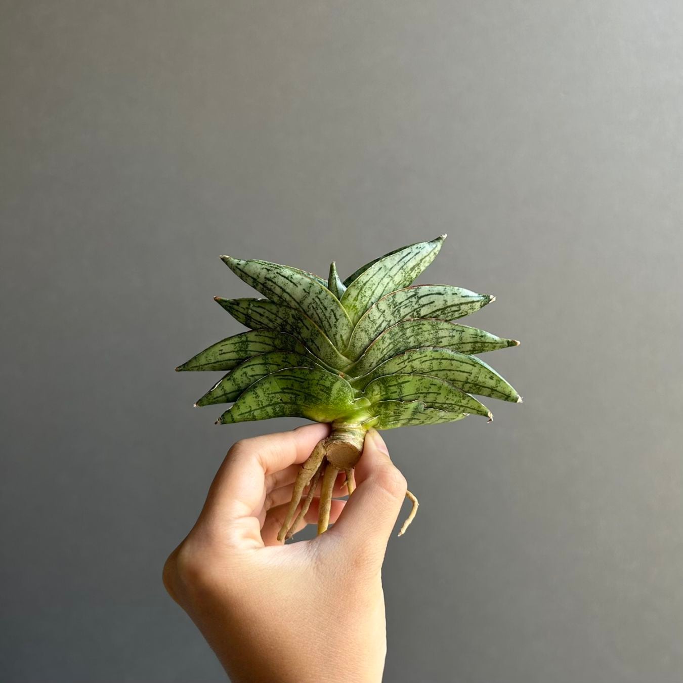 観葉植物通販｜海外直輸入の希少種専門｜松竹園