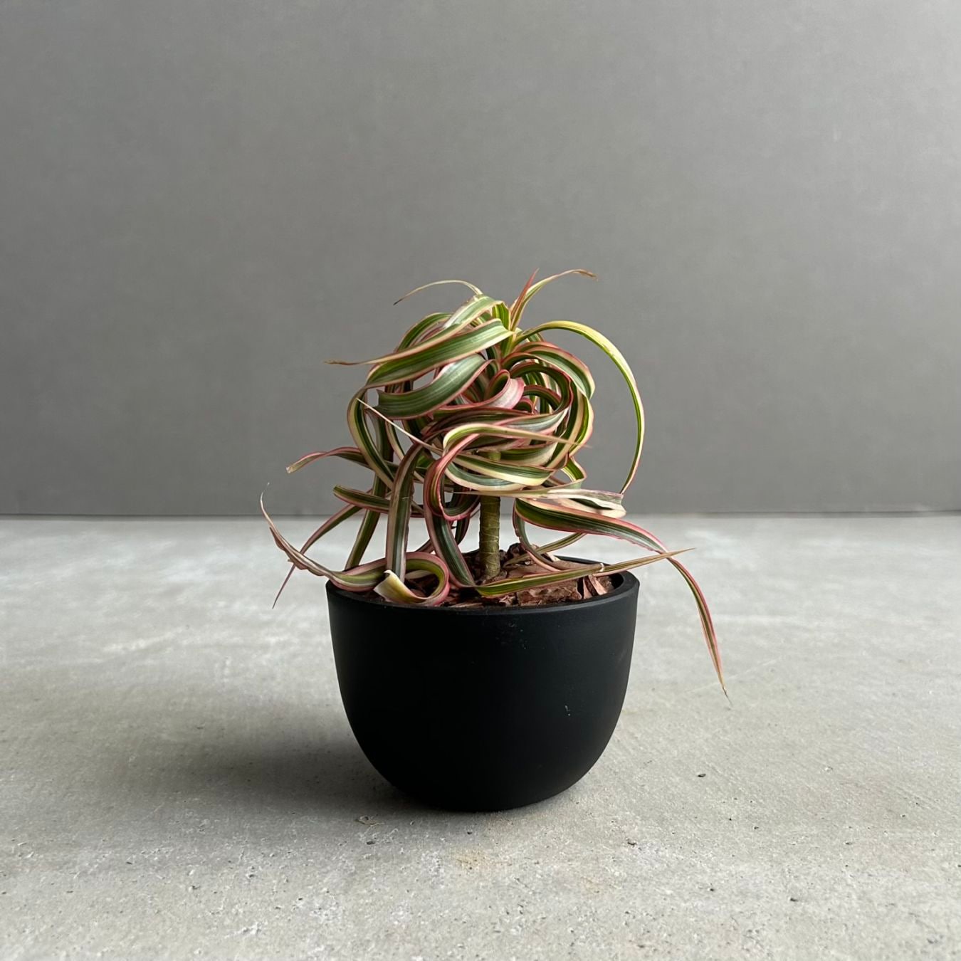 観葉植物通販・販売｜個性豊かなグリーンを厳選｜松竹園