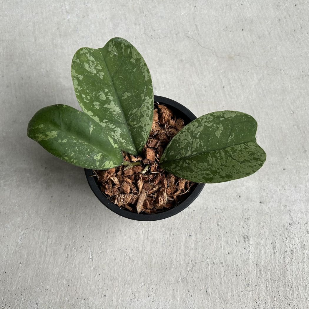 その他観葉植物 Hoya Chiangdao Silver ホヤ チェンダオ 'シルバー'｜迷彩や大理石を思わせるシルバー模様が