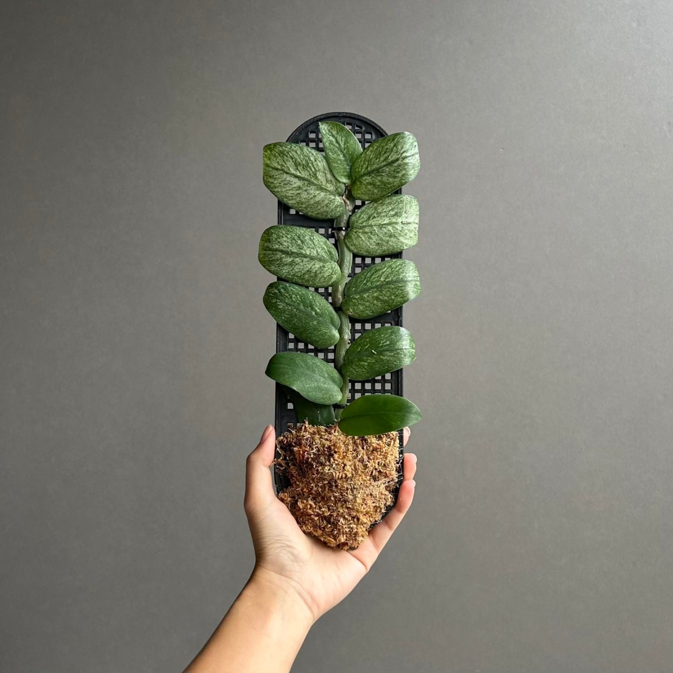 フィロデンドロン ホイップル ウェイ Philodendron whipple way
