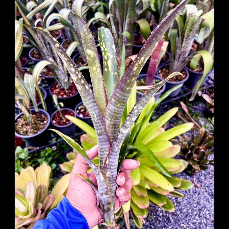 Billbergia 'Kolan Algives'｜ビルベルギアの一株｜SHOUCHIKU-EN
