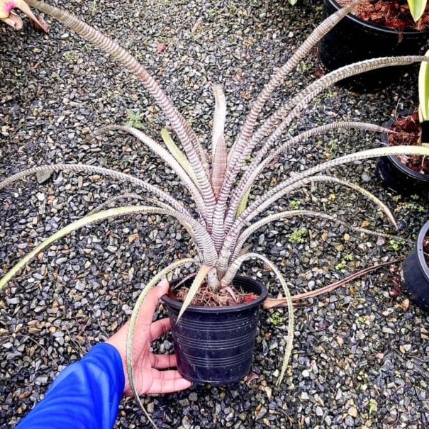 Aechmea phanerophlebia 'Rubra'｜エクメアの一株｜SHOUCHIKU-EN