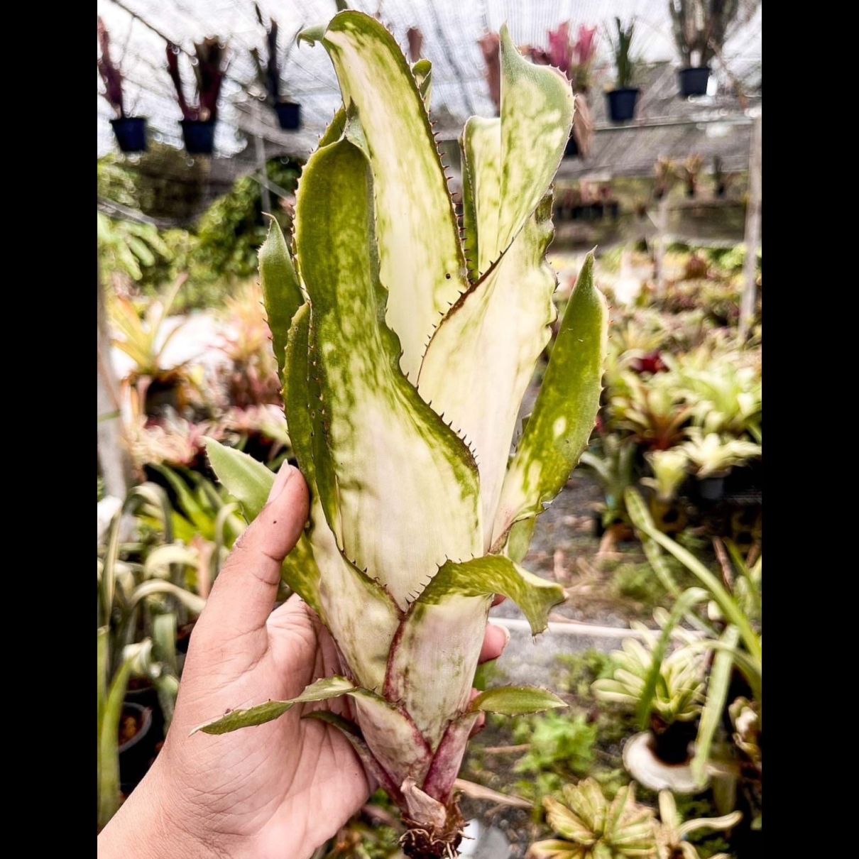 Kenshi　蕾付きビルベルギア2株 Billbergia 'Purple Haze' × 'Alaka'i'｜ビルベルギアの一株｜SHOUCHIKU-EN
