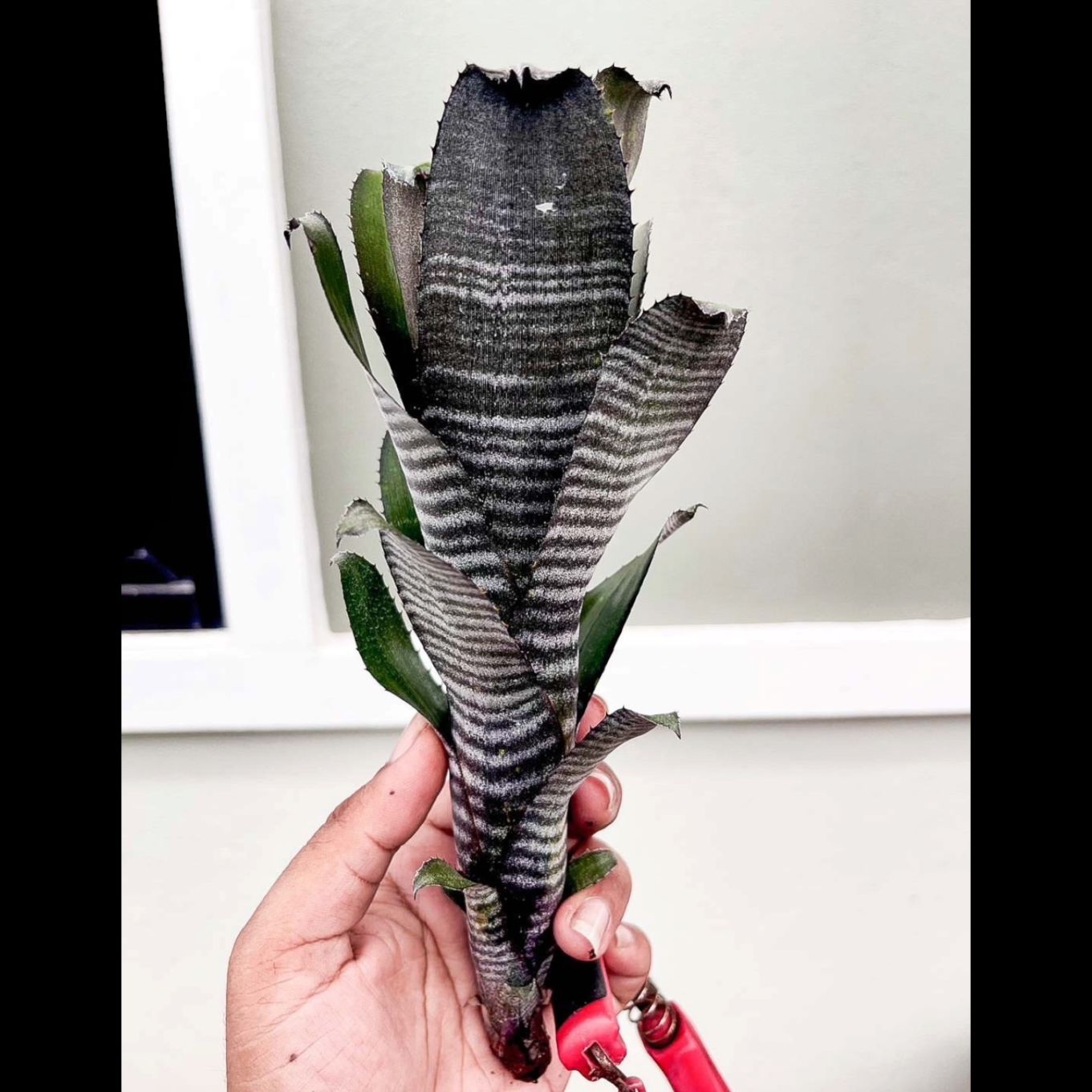 SHOUCHIKU-EN 松竹園｜珍奇植物｜海外輸入｜特別な植物と暮らそう