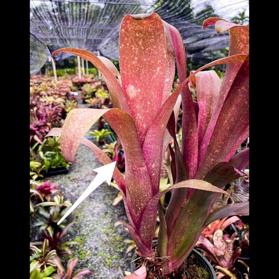 Neoregelia 'Snake Charmer'｜ネオレゲリアの一株｜SHOUCHIKU-EN