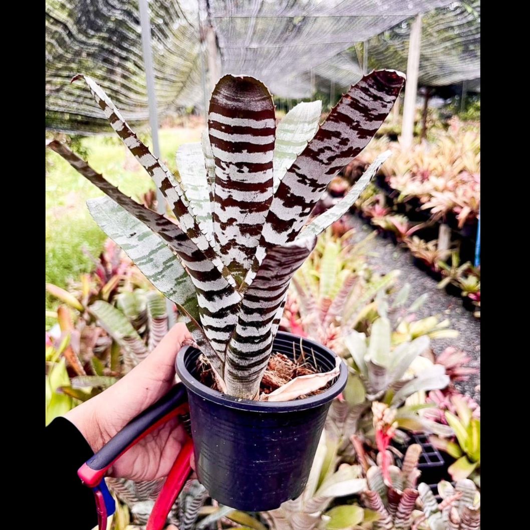 タンクブロメリア 予約販売 レアプランツ SHOUCHIKU-EN