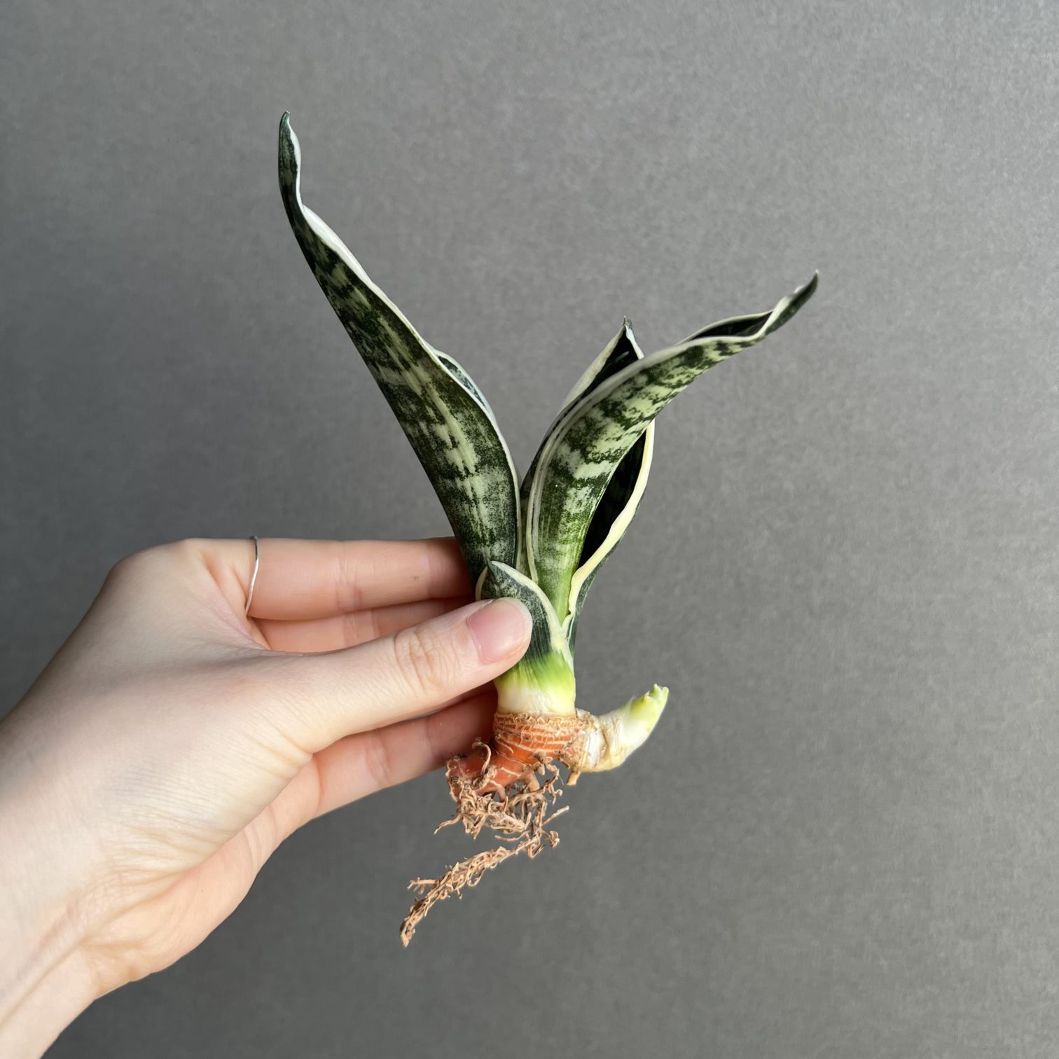Aechmea phanerophlebia 'Rubra'｜エクメアの一株｜SHOUCHIKU-EN