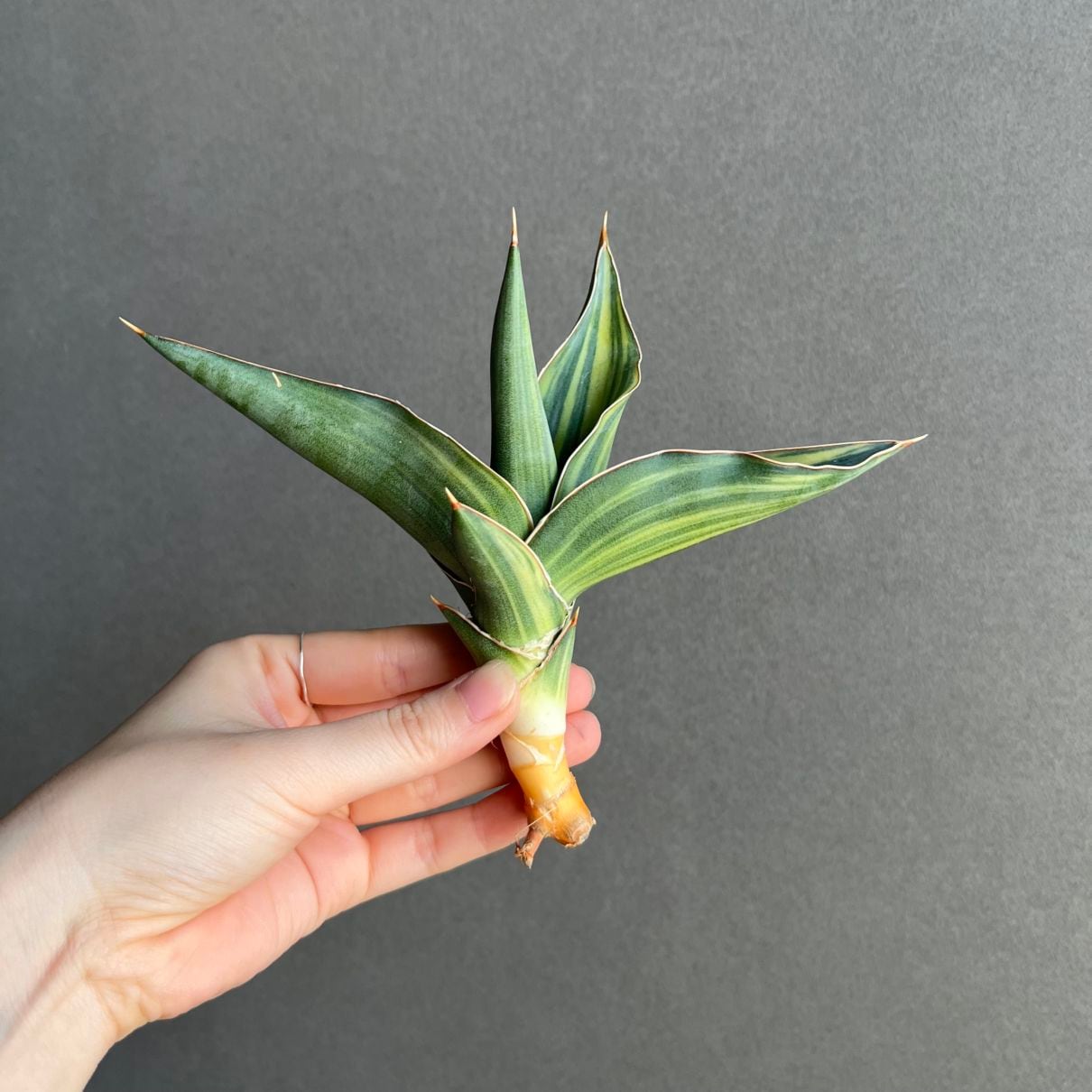Neoregelia 'Snake Charmer'｜ネオレゲリアの一株｜SHOUCHIKU-EN