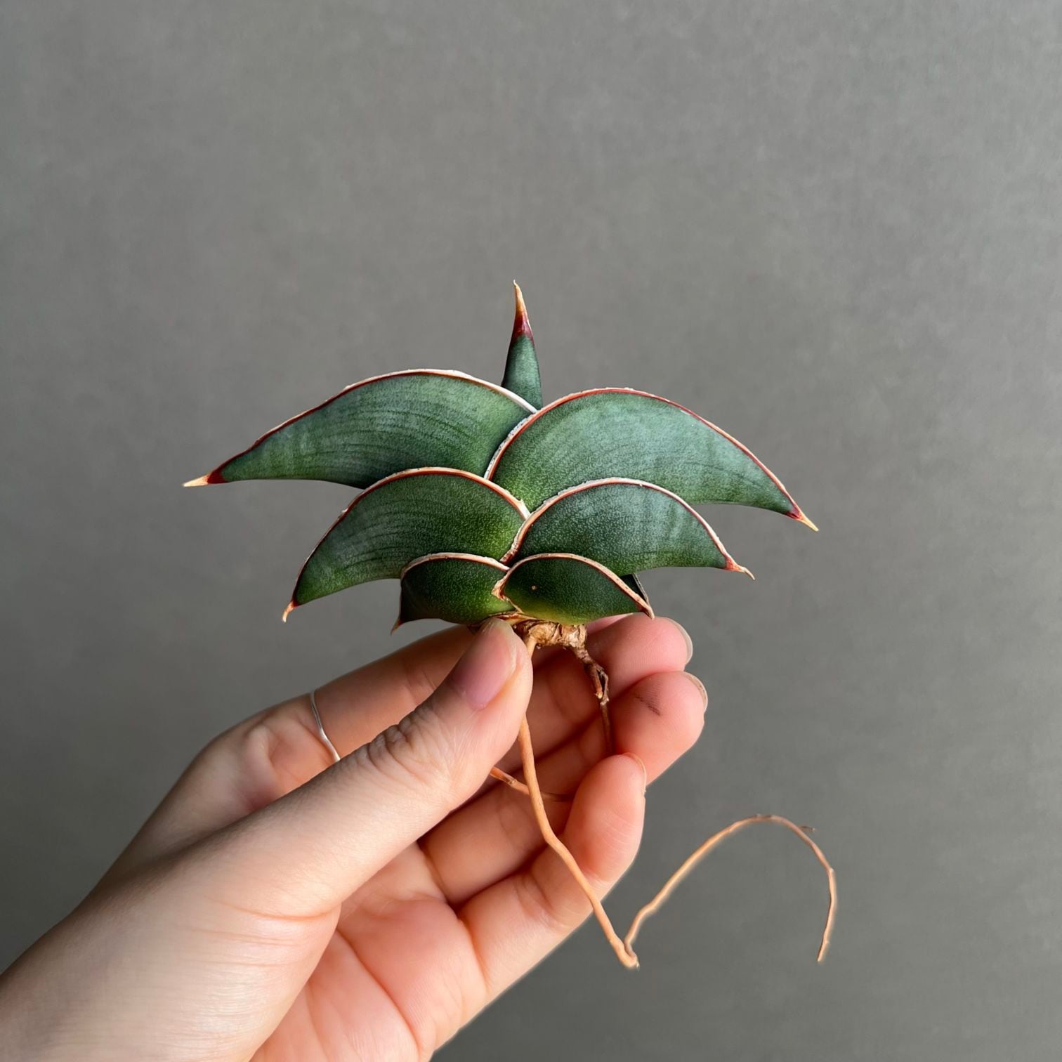 Aechmea phanerophlebia 'Rubra'｜エクメアの一株｜SHOUCHIKU-EN