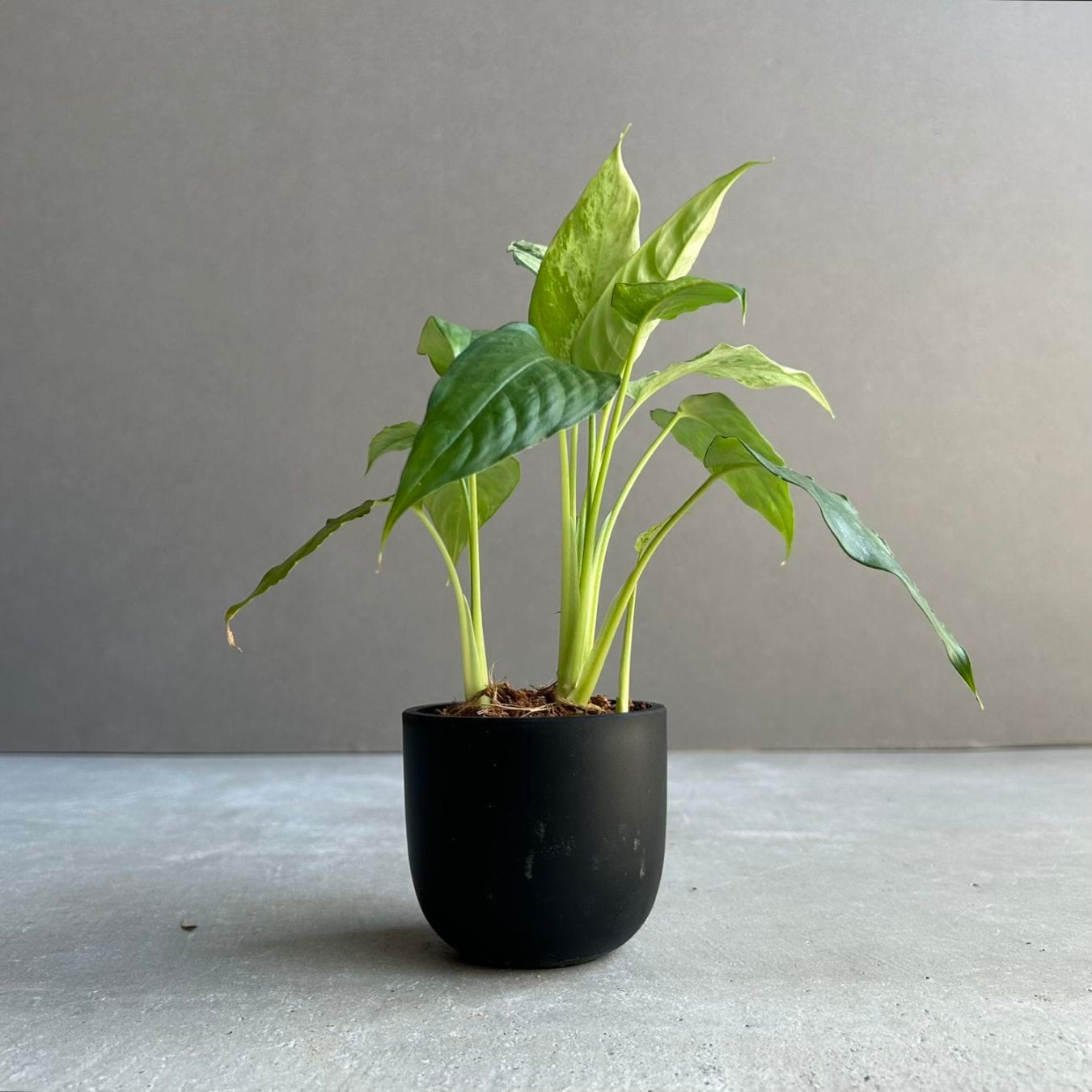 ユーフォルビア アブデルクリ｜Euphorbia abdelkuri 珍奇植物 多肉植物
