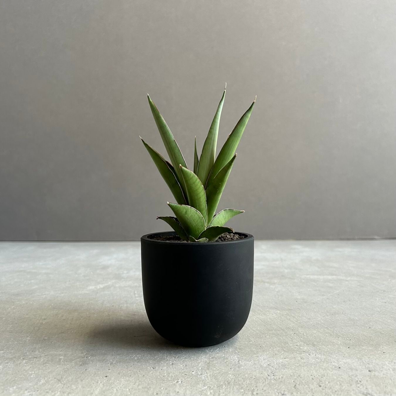 サンセベリア(サンスベリア) グリーン ピーチ Sansevieria Green Peach