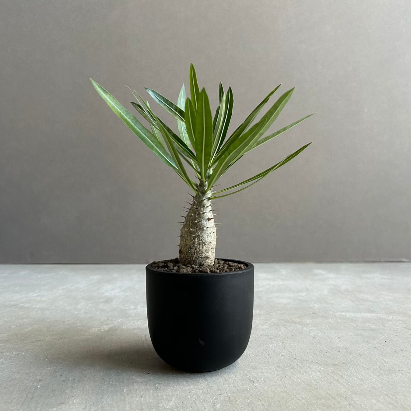 LEDライト爆速むっちり育ちます。パキポディウム 実生苗 塊根植物 コーデックス パキポディウム グラキリス (実生苗)｜一株ごとに異なる景色を持つ塊根