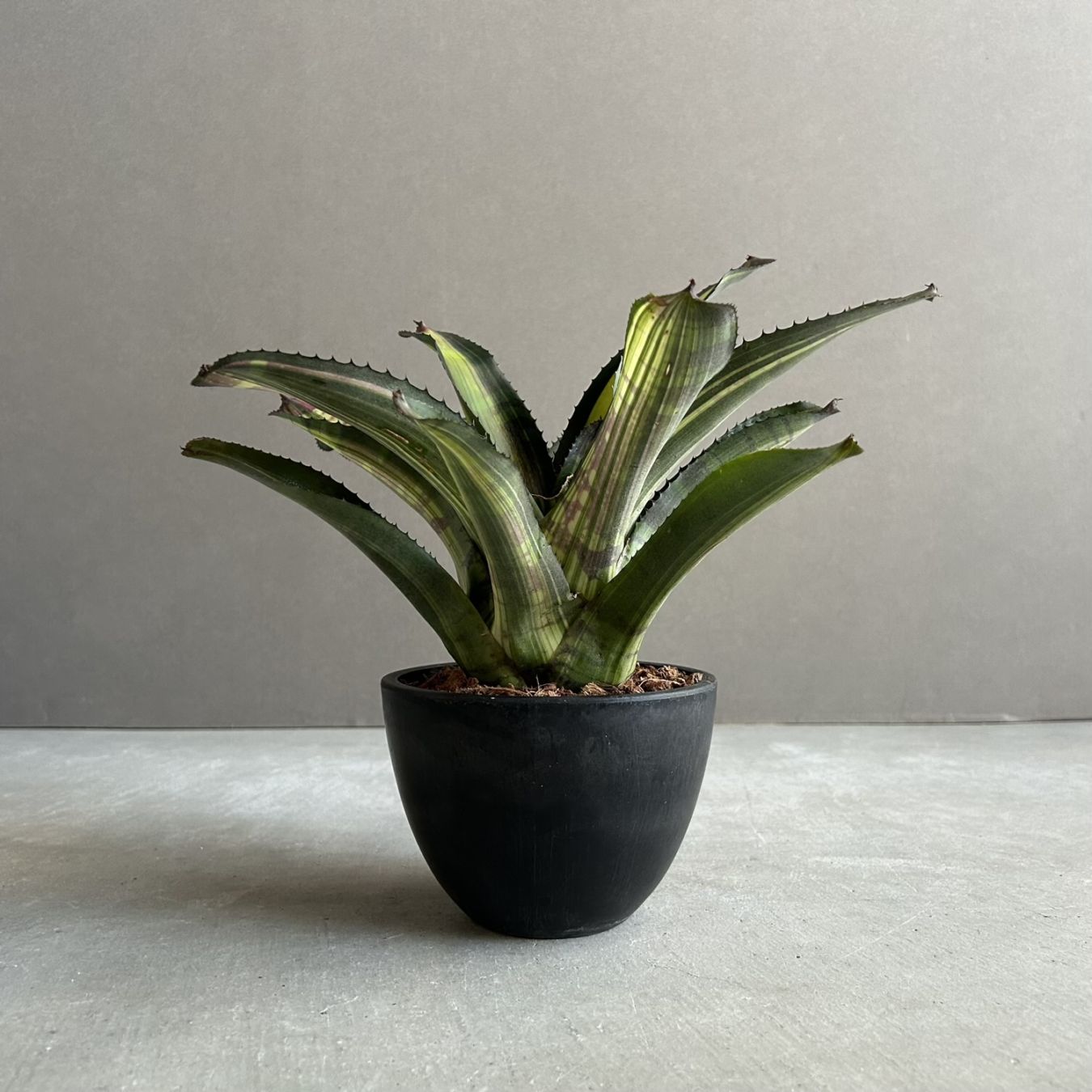 アデニウム アラビカム ブラック ドワーフ｜Adenium 塊根植物
