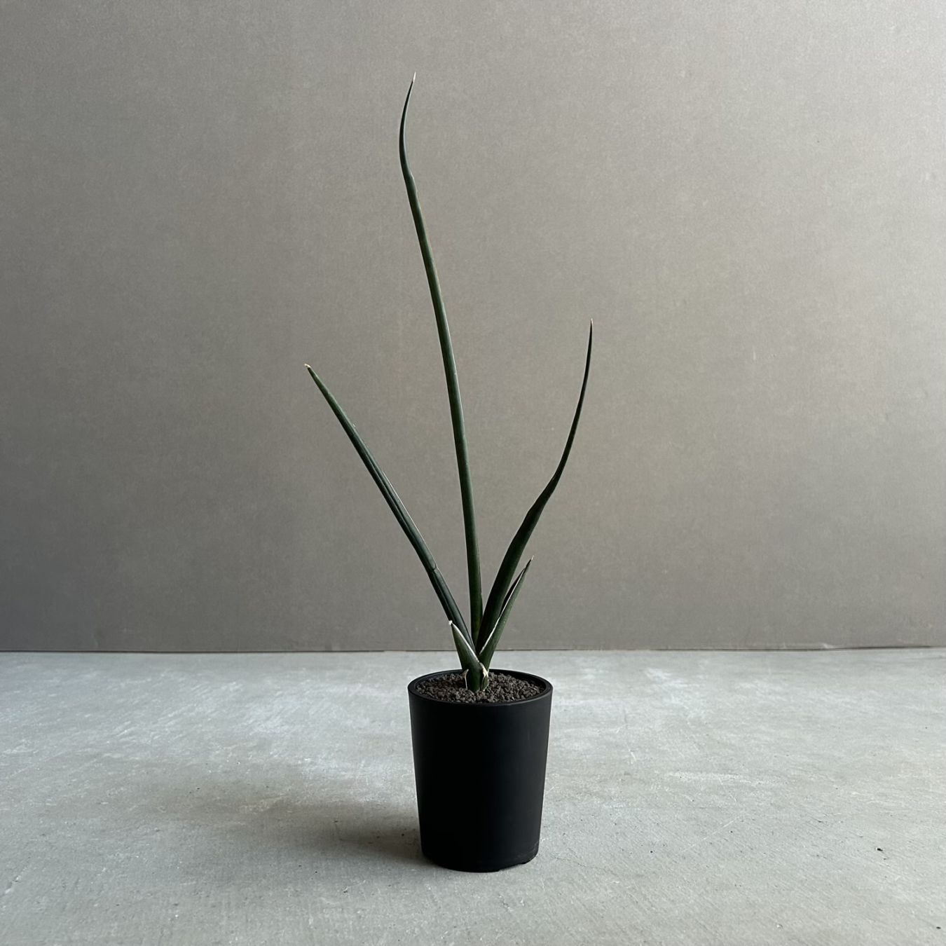 サンセベリア(サンスベリア) プフィステリー Sansevieria pfisterii