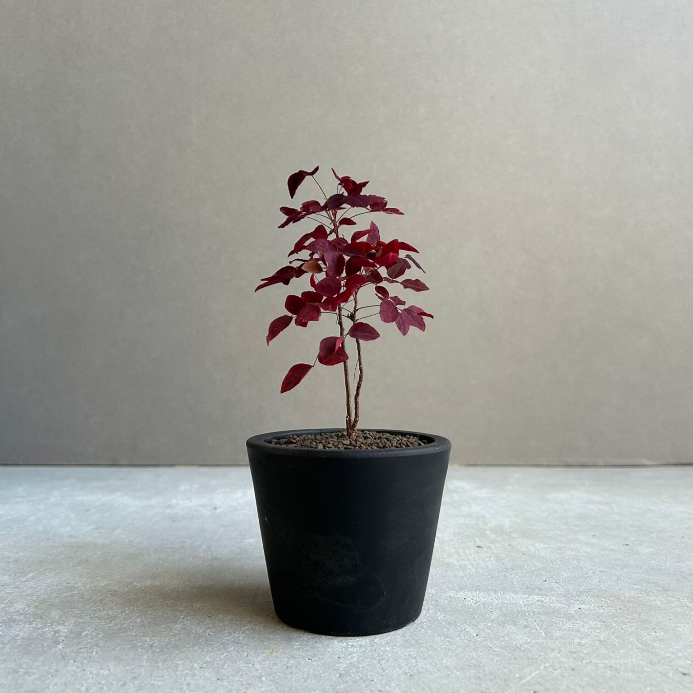 観葉植物通販 珍しい植物 レアプランツ販売 SHOUCHIKU-EN
