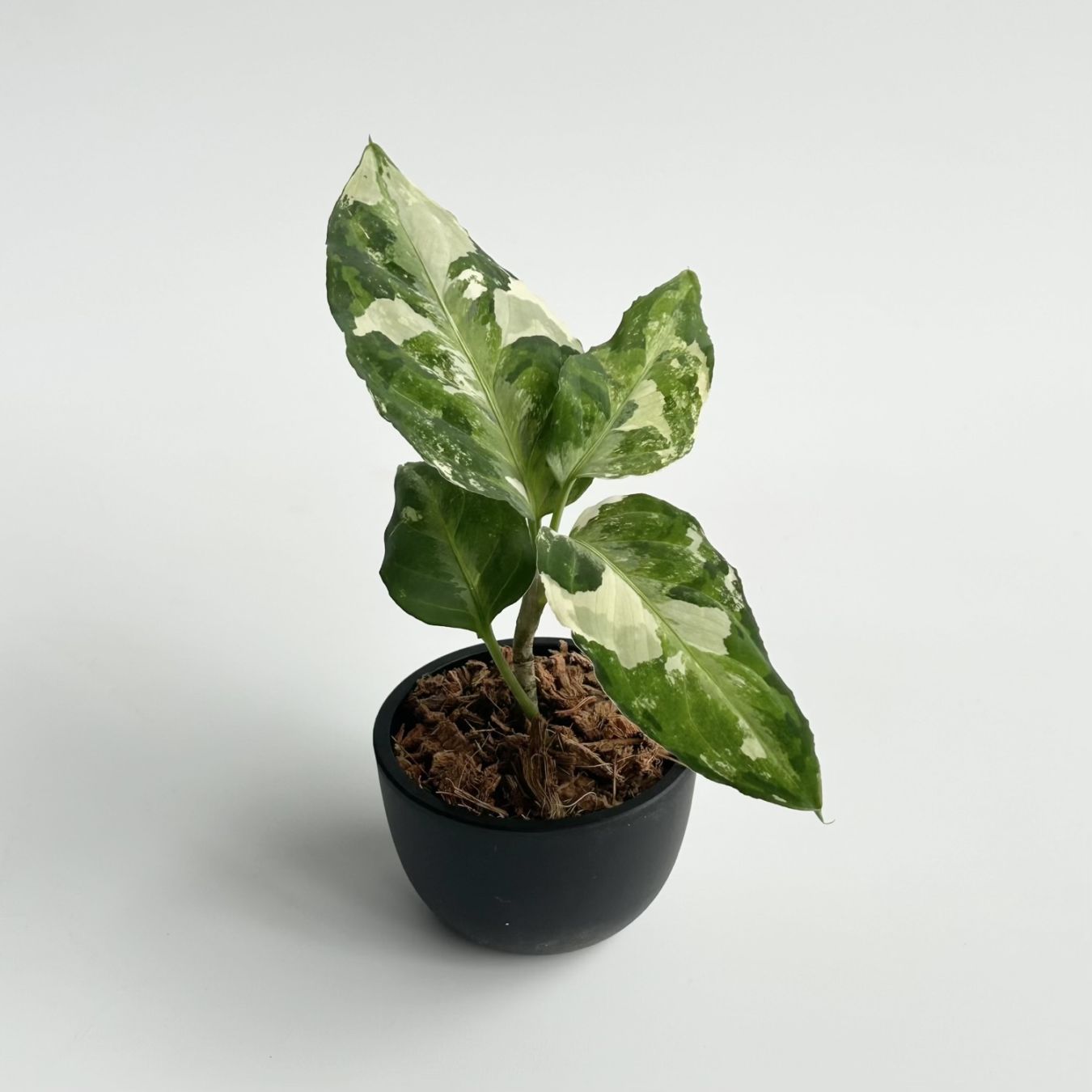 観葉植物通販 珍しい植物 レアプランツ販売 SHOUCHIKU-EN