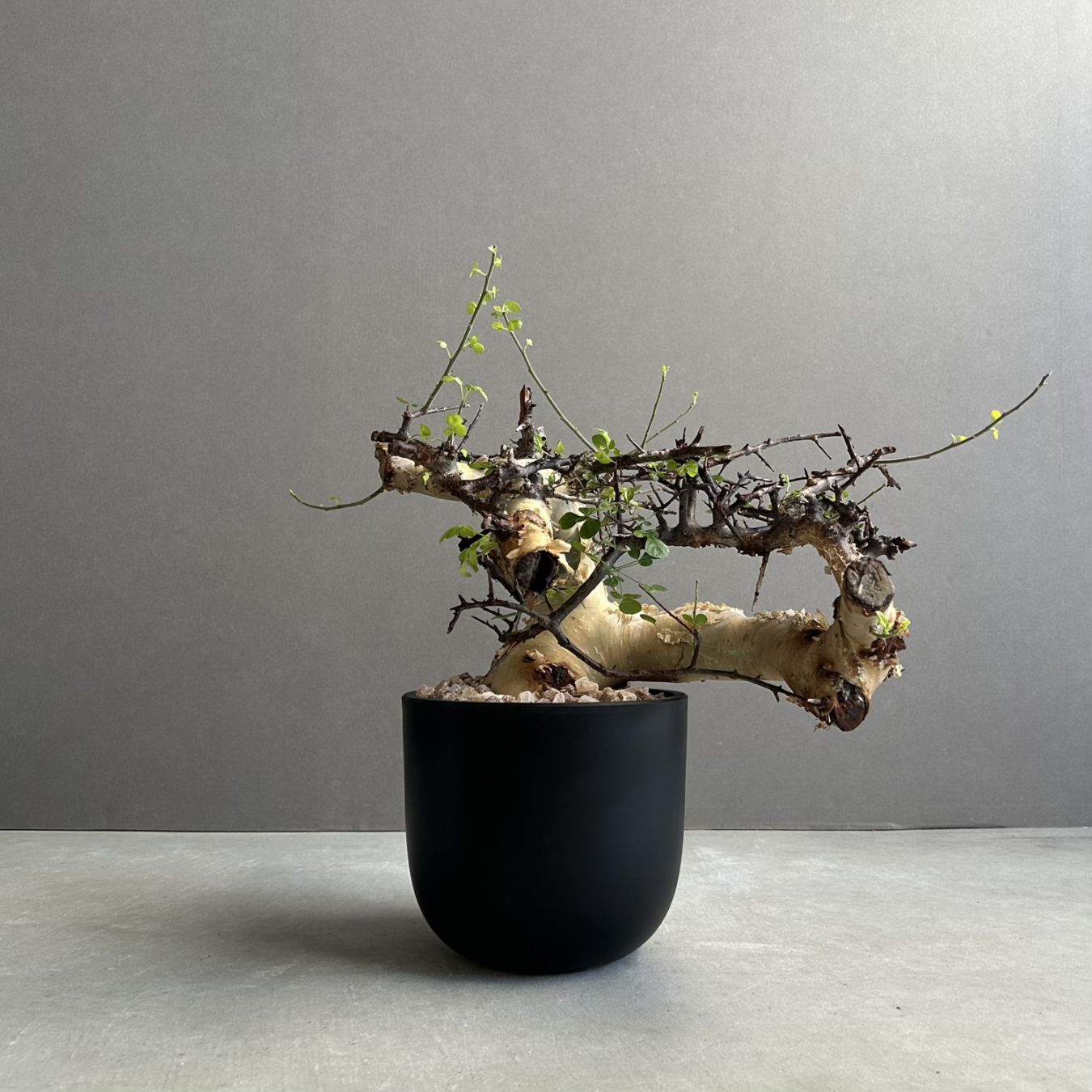 塊根植物(コーデックス)通販｜希少種｜松竹園