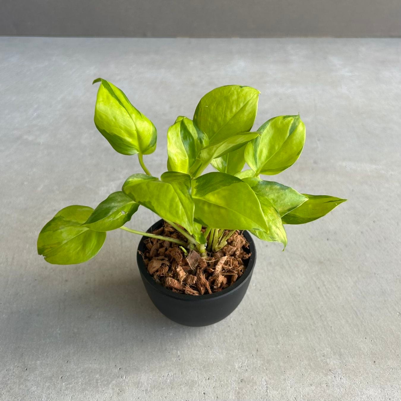 観葉植物通販｜海外直輸入の希少種専門｜松竹園