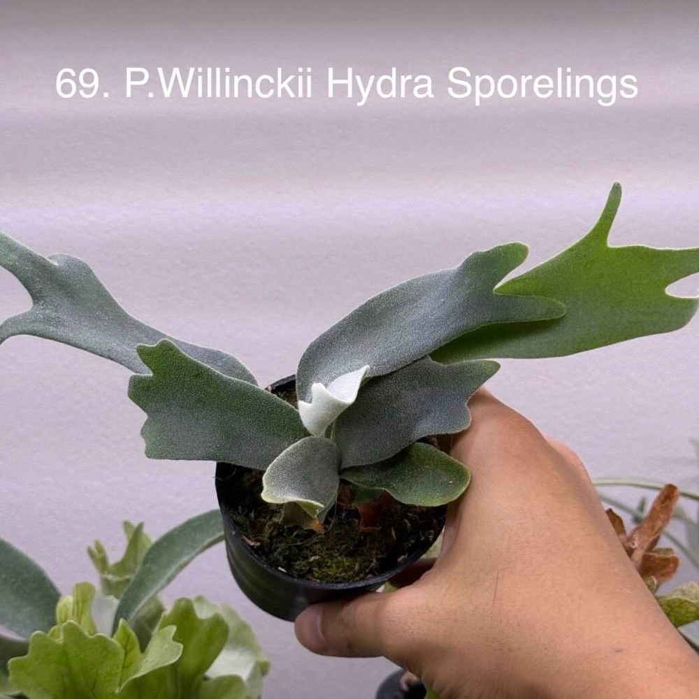 willinckii cv.Hydra ヒドラ　ウィリンキー　ビカクシダ ビカクシダ ウィリンキー cv. ヒドラ｜ウィリンキーの子株｜SHOUCHIKU-EN