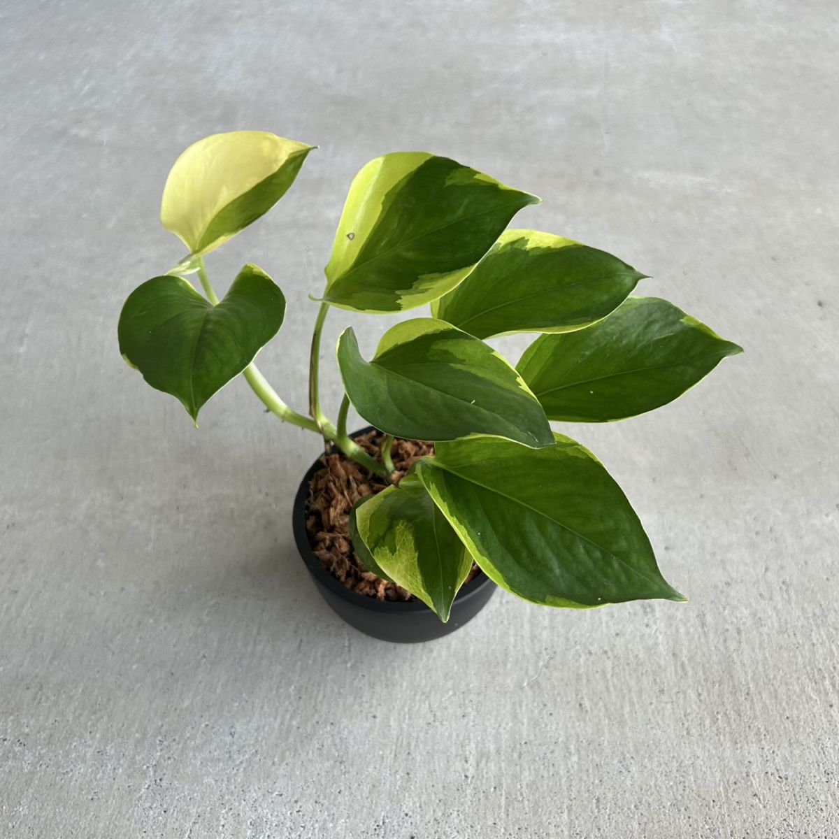 フィロデンドロン ホイップル ウェイ Philodendron whipple way