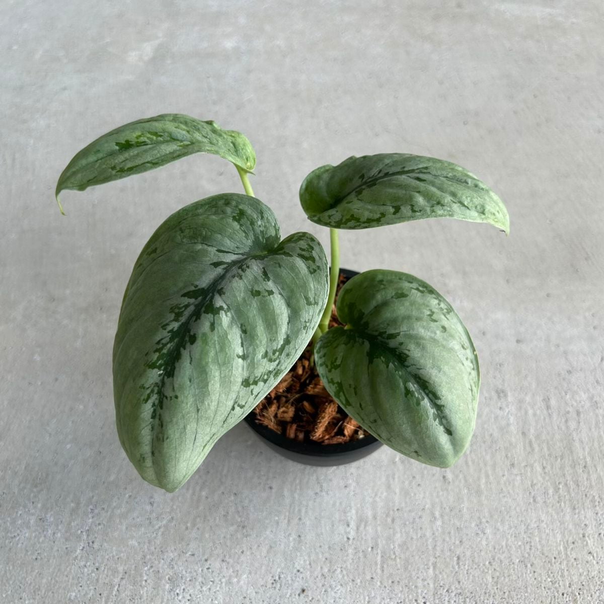 フィロデンドロン ホイップル ウェイ Philodendron whipple way