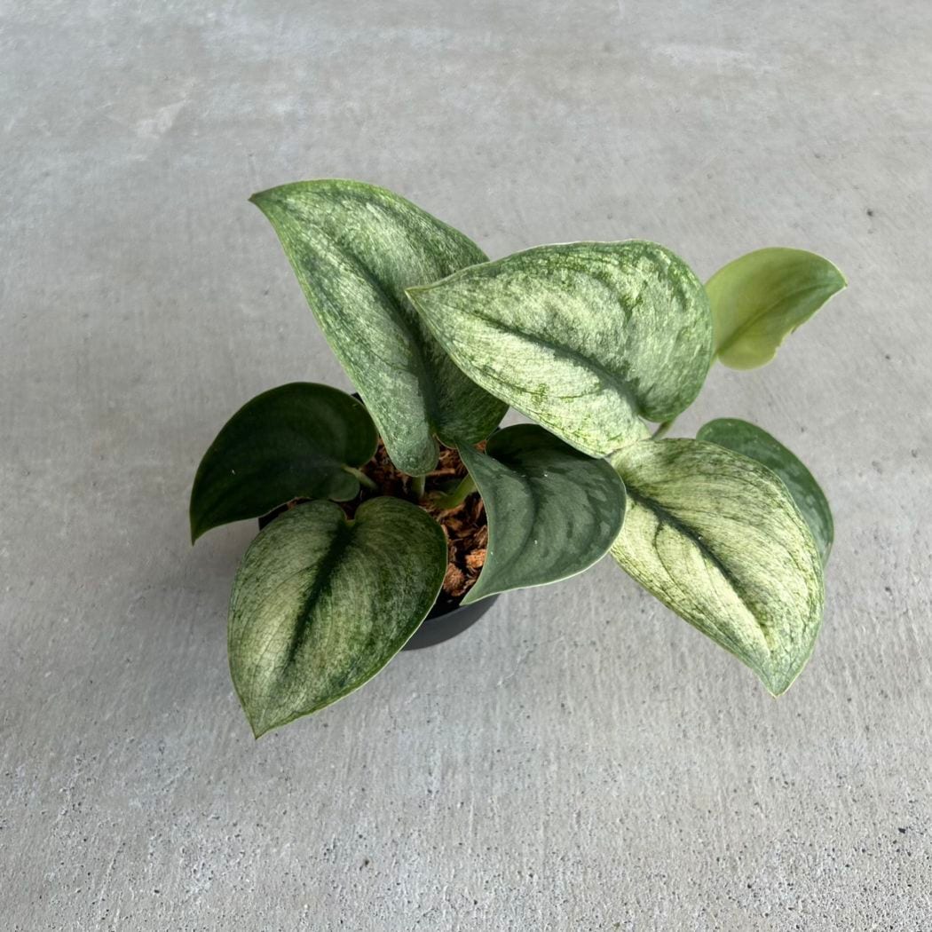 Billbergia Waxing Gibbous｜ビルベルギアの一株｜SHOUCHIKU-EN