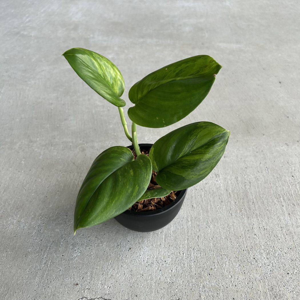 フィロデンドロン ホイップル ウェイ Philodendron whipple way