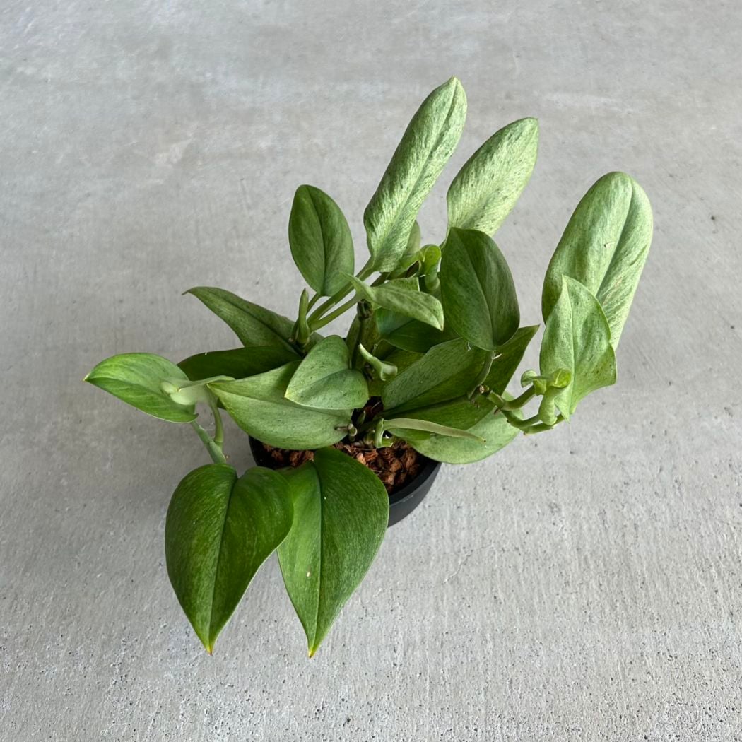 観葉植物通販｜海外直輸入の希少種専門｜松竹園